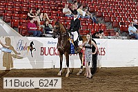 11buck_6247 thumbnail