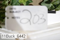 11buck_6442 thumbnail