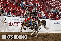 11buck_6463 thumbnail