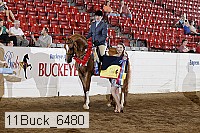 11buck_6480 thumbnail