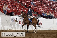 11buck_7179 thumbnail