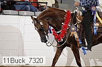 11buck_7320 thumbnail