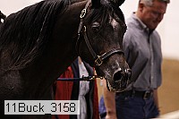 11buck_3158 thumbnail