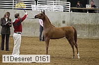 11deseret_0161 thumbnail