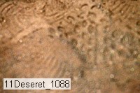 11deseret_1088 thumbnail