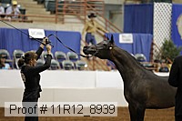 11r12_8939 thumbnail