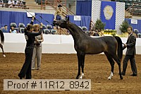 11r12_8942 thumbnail