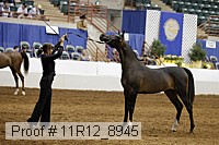 11r12_8945 thumbnail