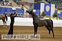 11r12_8946 thumbnail