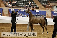11r12_8948 thumbnail