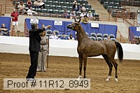 11r12_8949 thumbnail