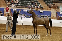 11r12_8950 thumbnail