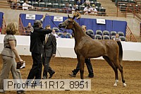 11r12_8951 thumbnail