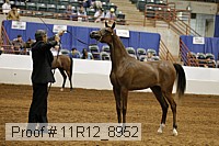 11r12_8952 thumbnail