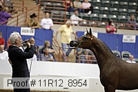 11r12_8954 thumbnail
