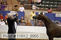 11r12_8955 thumbnail