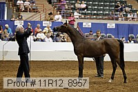 11r12_8957 thumbnail