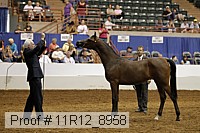 11r12_8958 thumbnail