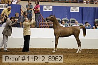 11r12_8962 thumbnail
