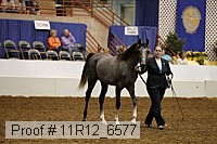 11r12_6577 thumbnail