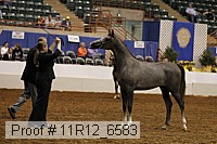 11r12_6583 thumbnail