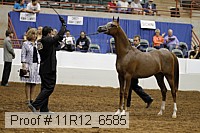 11r12_6585 thumbnail