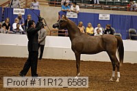 11r12_6588 thumbnail