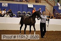 11r12_6589 thumbnail