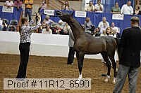 11r12_6590 thumbnail