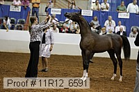 11r12_6591 thumbnail