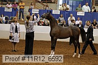 11r12_6592 thumbnail