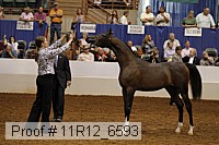 11r12_6593 thumbnail
