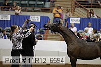 11r12_6594 thumbnail