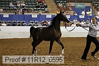 11r12_6595 thumbnail