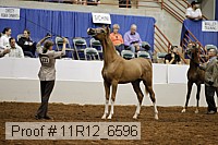 11r12_6596 thumbnail
