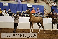 11r12_6597 thumbnail