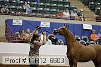 11r12_6603 thumbnail