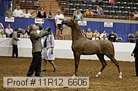11r12_6606 thumbnail