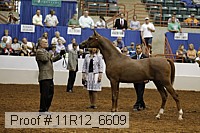 11r12_6609 thumbnail