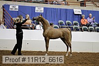 11r12_6616 thumbnail