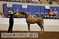 11r12_6617 thumbnail