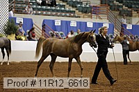 11r12_6618 thumbnail