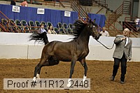 11r12_2448 thumbnail