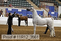11r12_3561 thumbnail