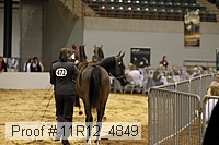 11r12_4849 thumbnail