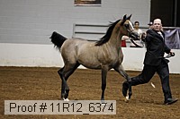 11r12_6374 thumbnail