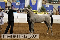 11r12_6381 thumbnail