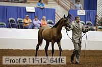 11r12_6416 thumbnail