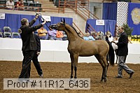 11r12_6436 thumbnail
