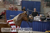 11r12_6879 thumbnail